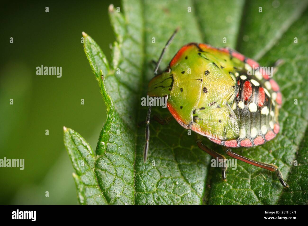 Una viridula di nezara con stinkbug verde meridionale sulla cima di una foglia verde lussureggiante. Beetle ha colorate marcature verdi, nere e rosse sulla sua parte posteriore. Foto Stock