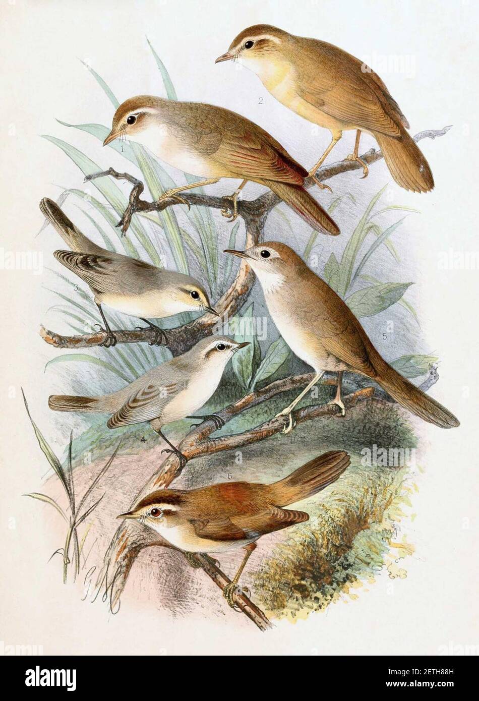 Phylloscopus schwarzi & Phylloscopus negriectus & Locustella luteoventris & Acrocephalus bistrigiceps 1889. Foto Stock