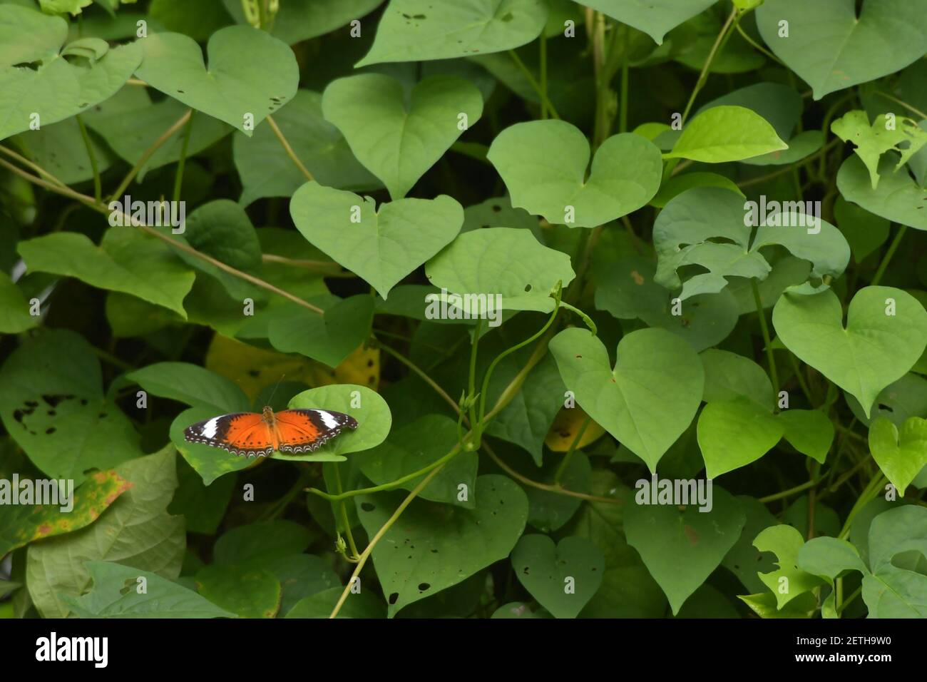 Farfalla (Lepidoptera) circondata da lussureggiante flora tropicale nella stagione umida monsoonale delle isole Tiwi, Australia. Foto Stock