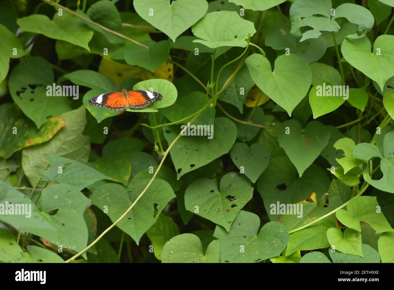 Farfalla (Lepidoptera) circondata da lussureggiante flora tropicale nella stagione umida monsoonale delle isole Tiwi, Australia. Foto Stock