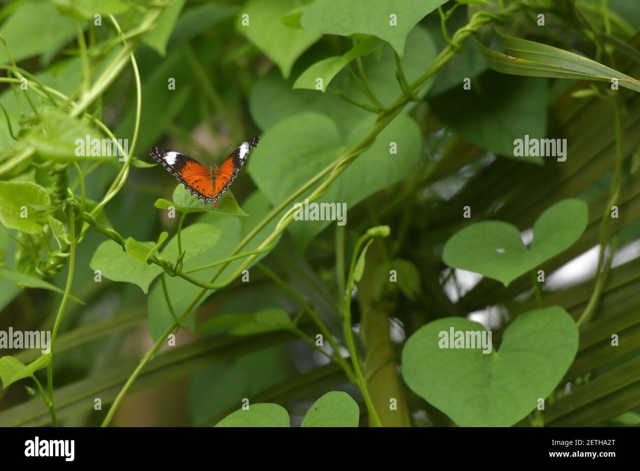 Farfalla (Lepidoptera) circondata da lussureggiante flora tropicale nella stagione umida monsoonale delle isole Tiwi, Australia. Foto Stock