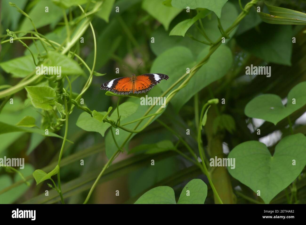 Farfalla (Lepidoptera) circondata da lussureggiante flora tropicale nella stagione umida monsoonale delle isole Tiwi, Australia. Foto Stock