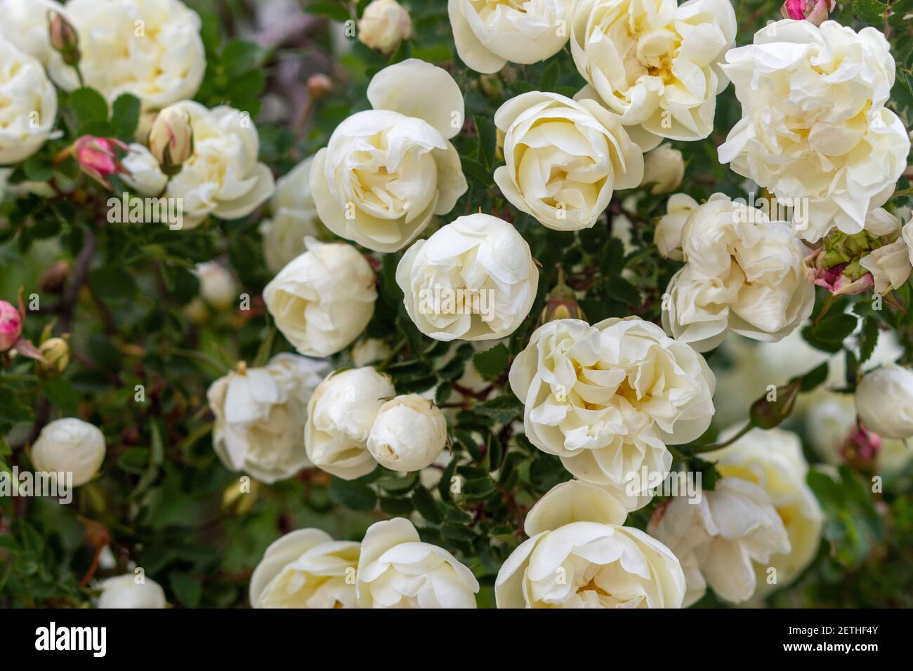 Splendido bouquet di rose da vicino. Rosa spinosissima è fiorita sul sito Foto Stock