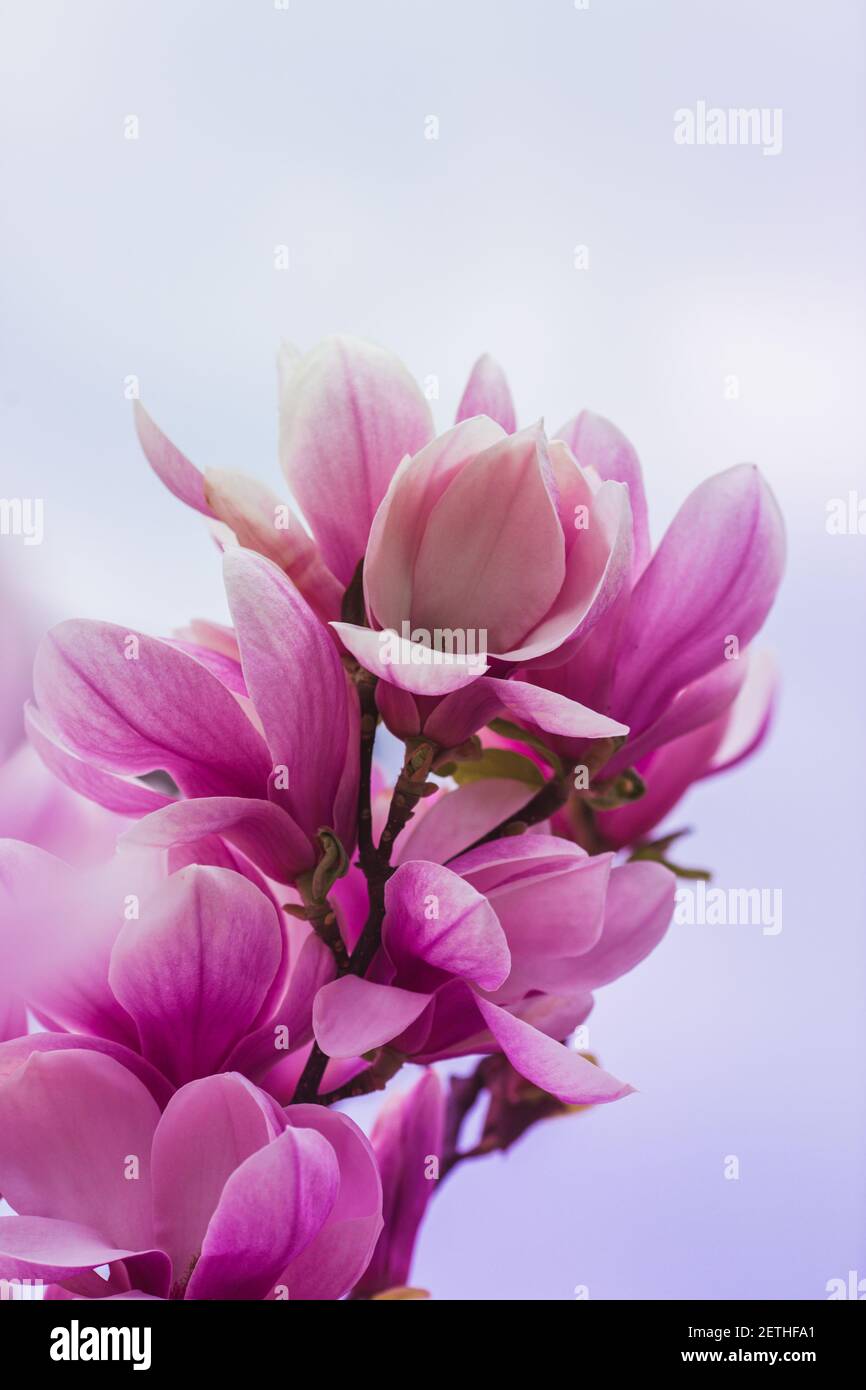 Bloomy magnolia albero con grandi fiori rosa, primavera, primo piano Foto Stock