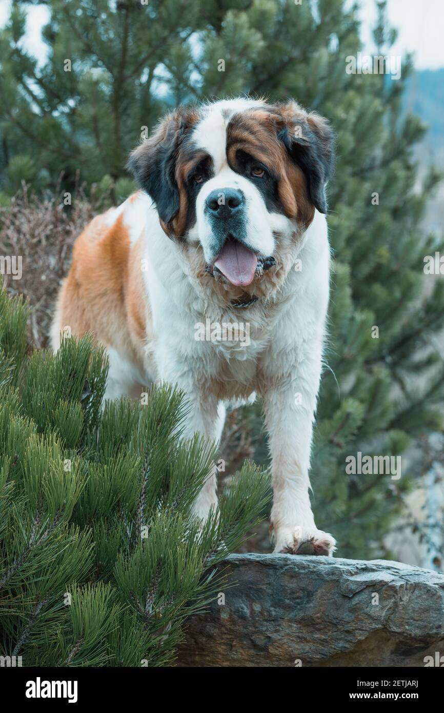 Razza di lavoro del cane, femmina San Bernardo nel giardino primaverile, migliore amico, e guardia con occhi tristi guardare Foto Stock