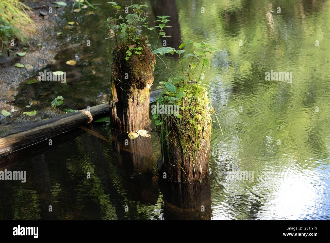 Alberi abbattuti sull'acqua del fiume, con muschio. Sfondo con copyspace Foto Stock