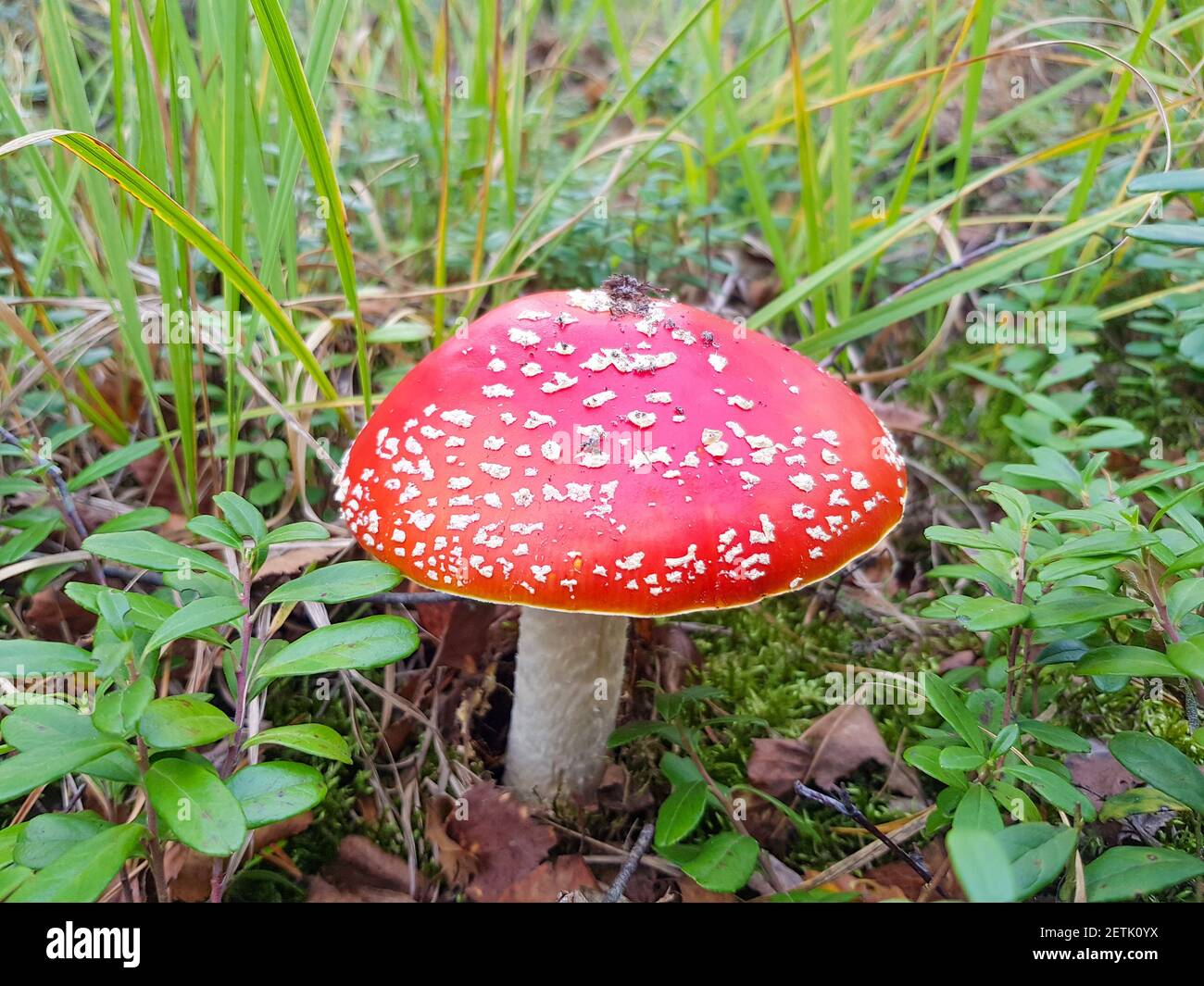 Bella mosca rossa agarica maturata nella foresta. Rosso mosca agarico con macchie bianche Foto Stock