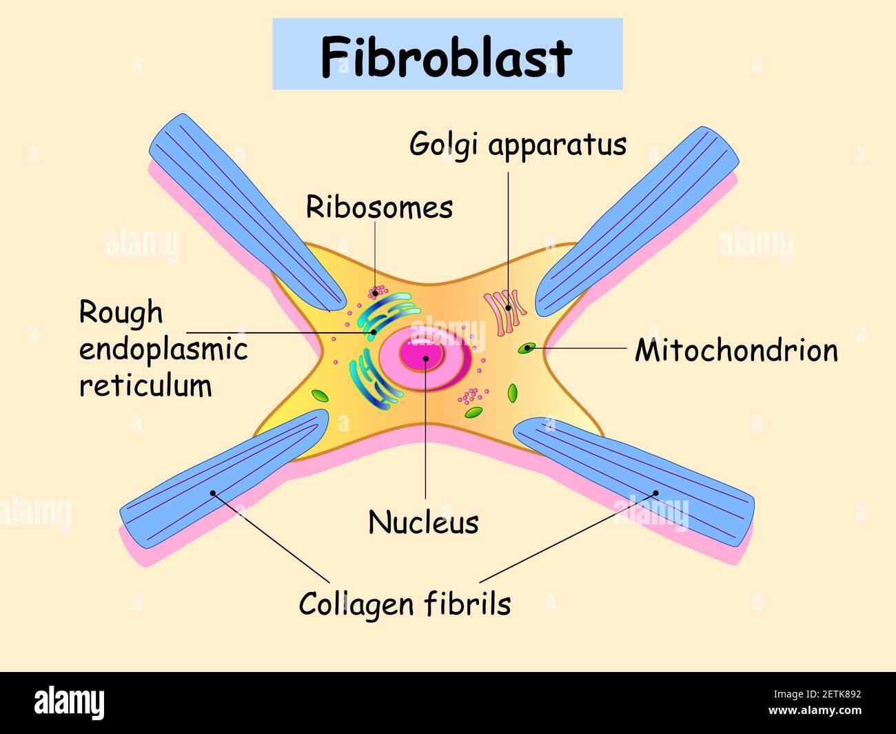 Il fibroblasto è una cellula del derma. Struttura della cellula di fibroblasto. Illustrazione Vettoriale