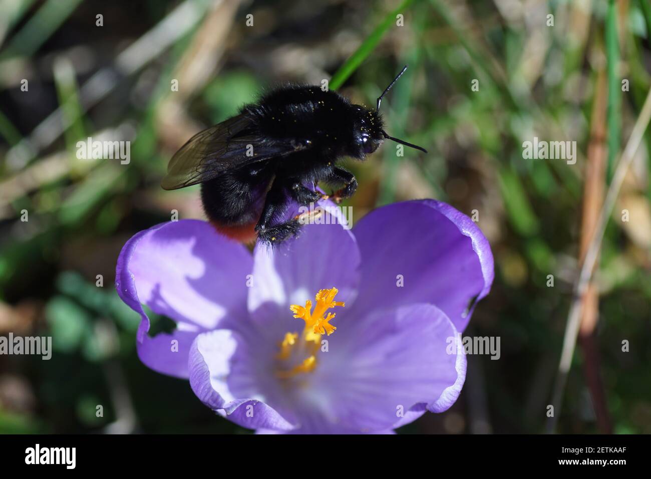 Regina Bumblebee a coda rossa (Bombus lapidarius), famiglia Apidi sul fiore del crocus della famiglia Iridaceae. Giardino olandese. Fine inverno, marzo, Foto Stock