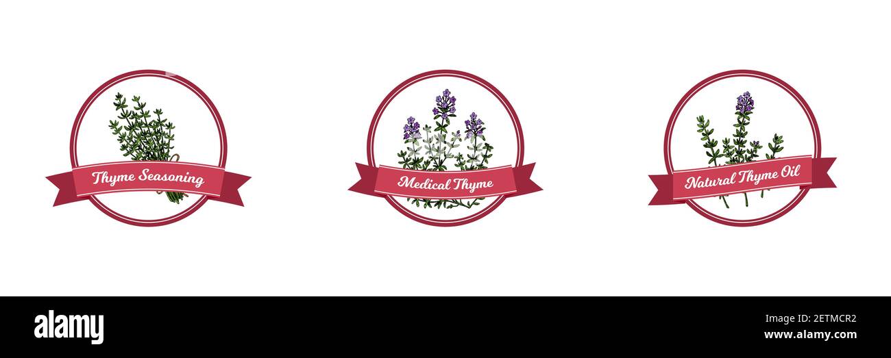Set di logo di timo con elementi disegnati a mano. Illustrazione vettoriale in stile di schizzo colorato isolato su sfondo bianco Illustrazione Vettoriale