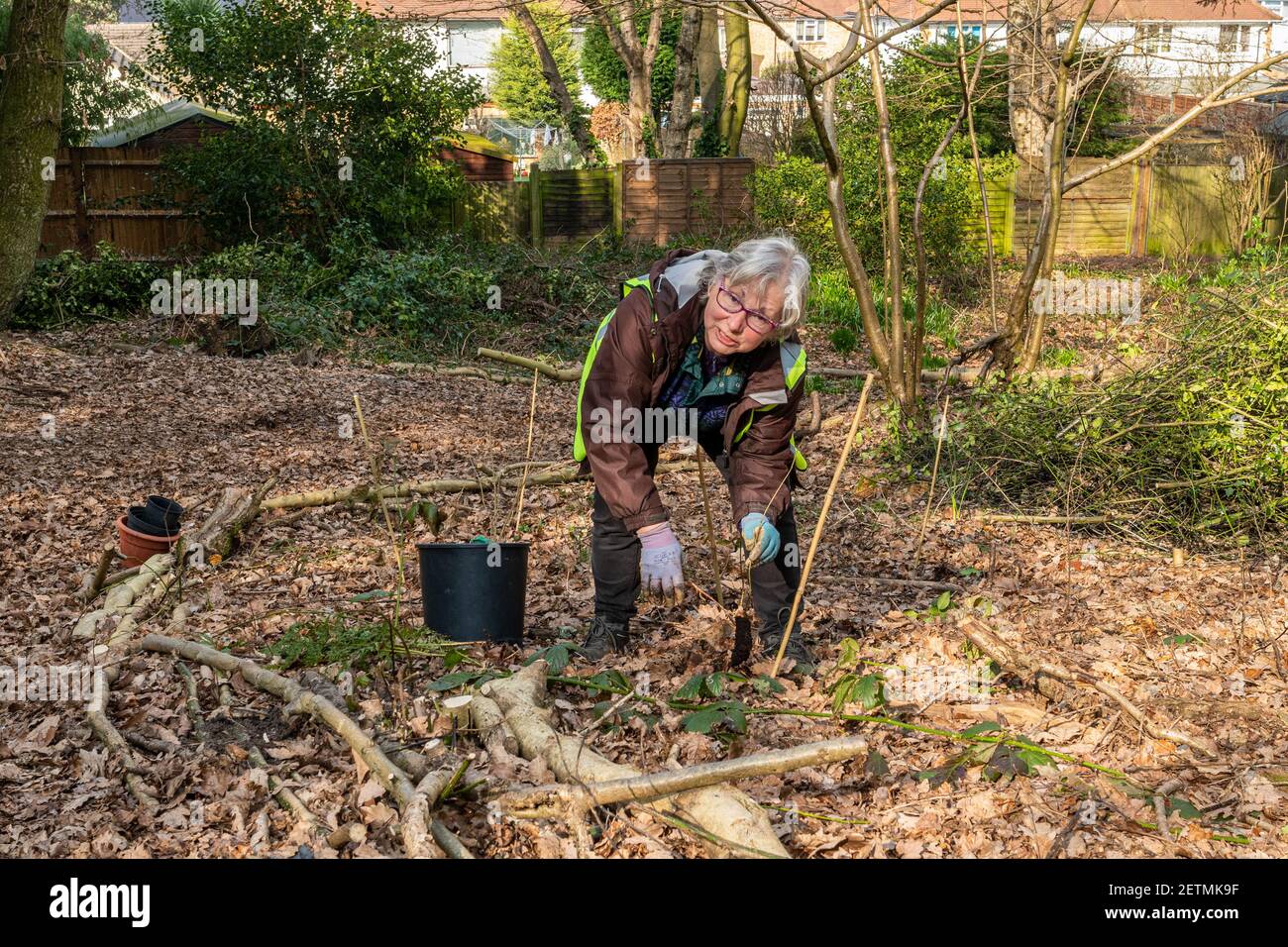 Conservazione femminile volontario piantare alberi in una zona boschiva vicino case, Surrey, Inghilterra, Regno Unito Foto Stock