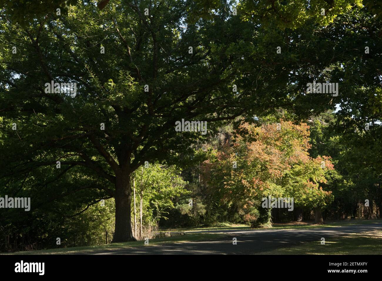 L'autunno si avvicina e un albero deve solo entrare prima Foto Stock
