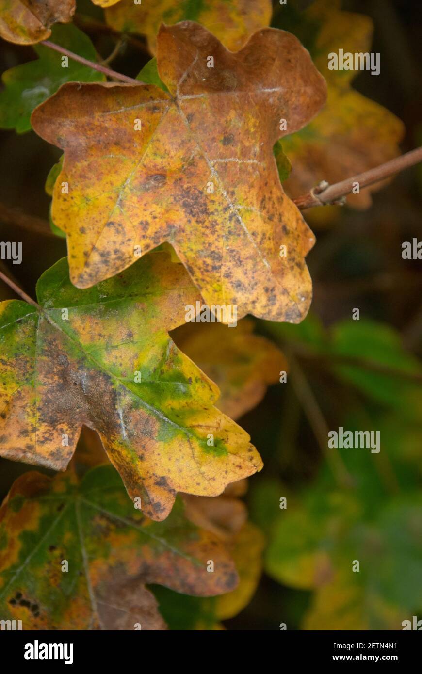 Primo piano foglie d'autunno ancora sull'albero. Colori dell'autunno Foto Stock