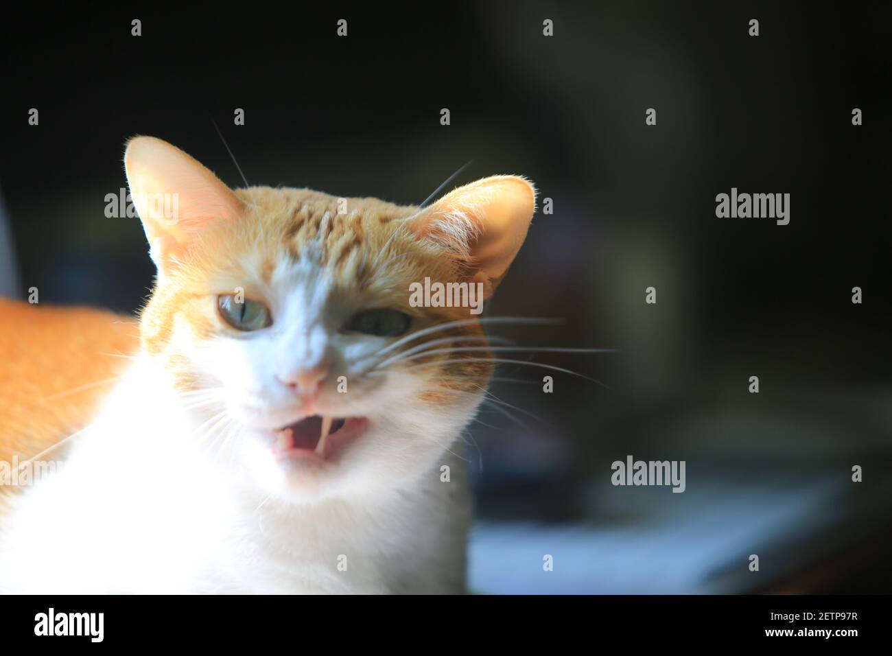 faccia arrabbiata di gatto Foto Stock