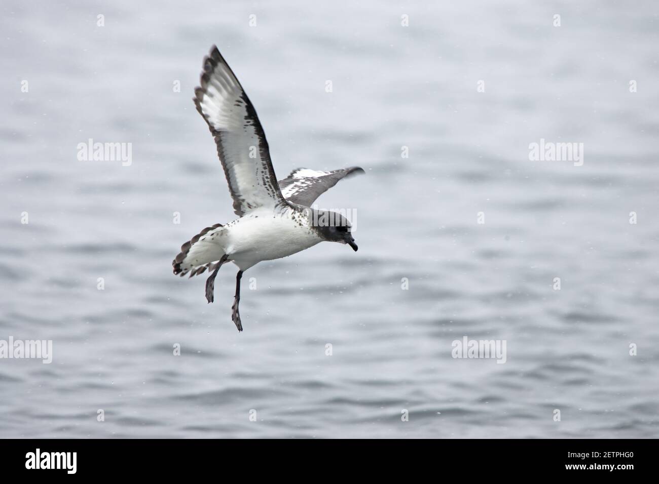 Cape Petrel - venire in LandDaption capense Brown Bluff Antartide BI012642 Foto Stock