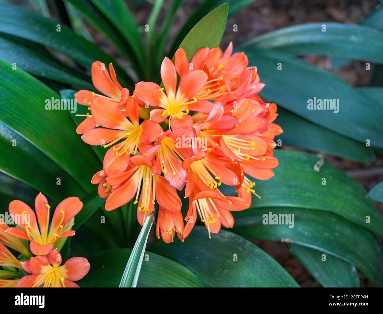 Arancio Clivia miniata, il giglio natale o pianta di fiore di giglio di cespuglio. Fiori d'arancio in fiore. Foto Stock