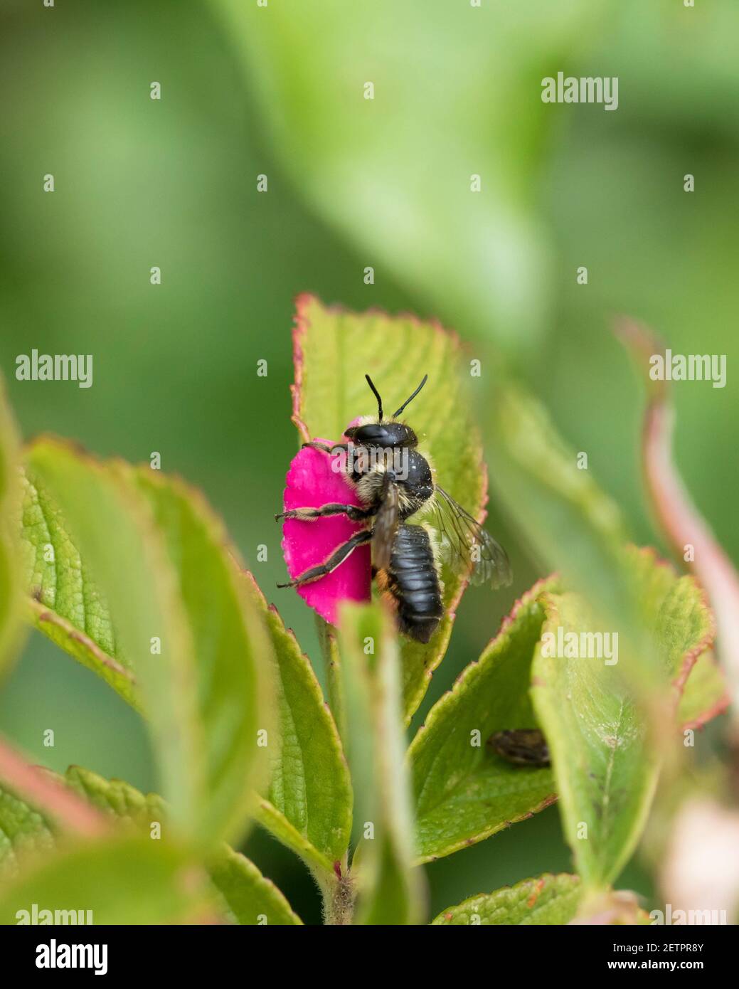 Ape solitaria di taglio del foglio (Megachile) che riposa con un petalo di rosa come lei fa la sua strada al suo nido Foto Stock