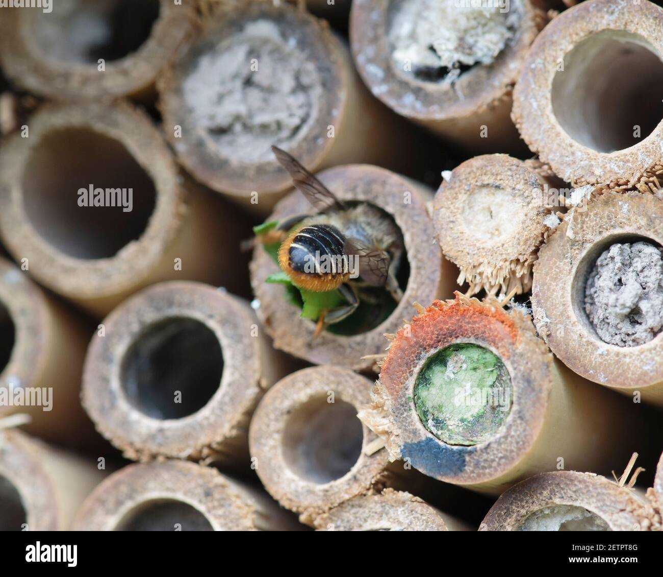 Ape solitaria, Megachile che organizza frammenti di foglie nel suo nido in hotel di api Foto Stock