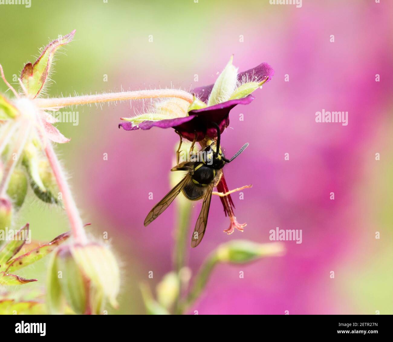 Vespe sociale nectaring su Geranium phaeum, una Cranesbill. Foto Stock