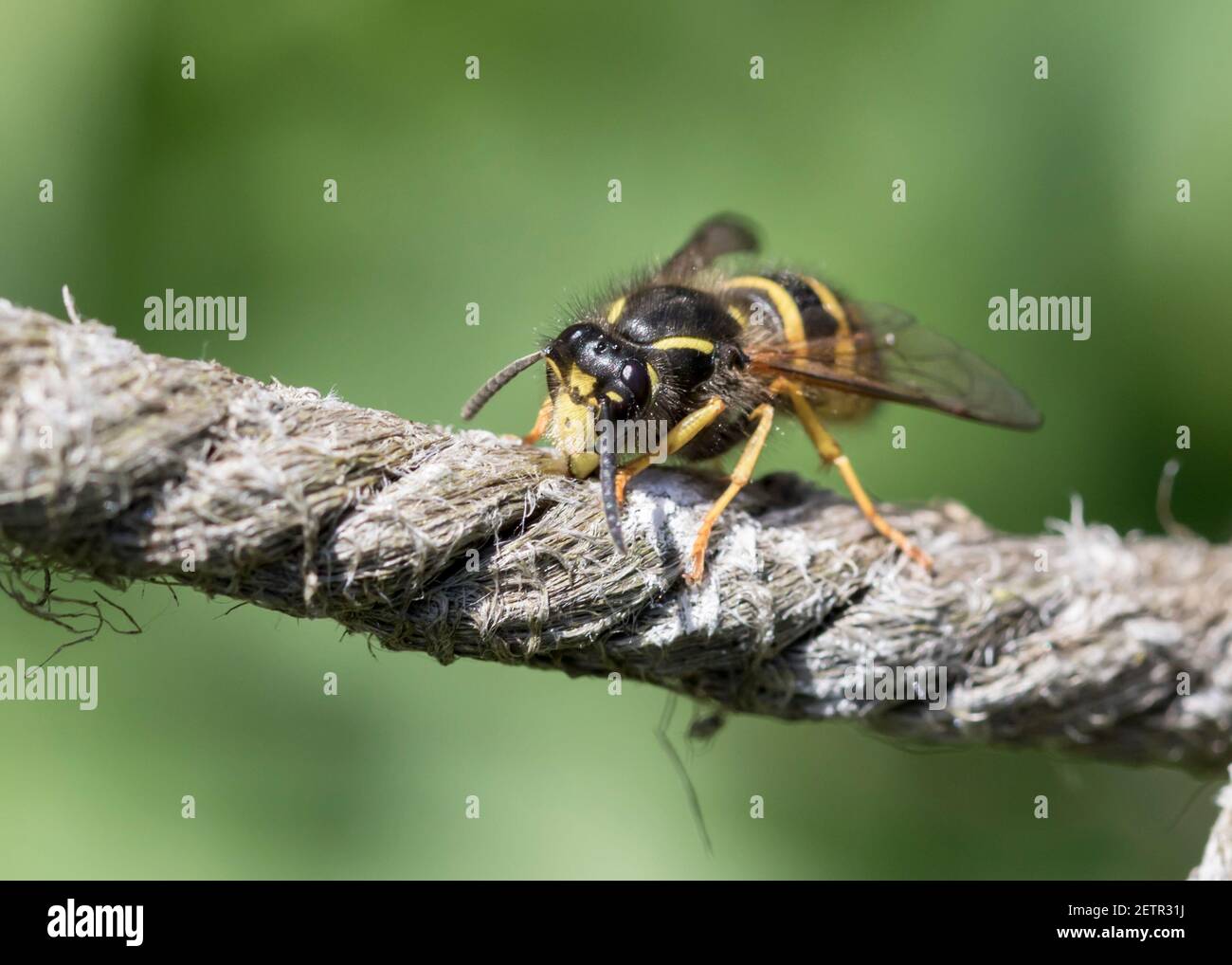 Dolichovespua sylvestris, vespa d'albero, raccolta di fibre di corda con cui costruire nido. Foto Stock