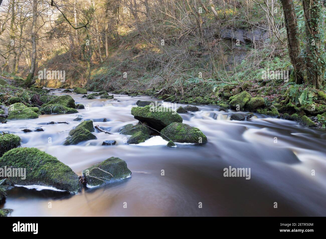 Il Tipalt Burn scorre attraverso una riserva naturale boscosa vicino Thirwall, Northumberland, Regno Unito Foto Stock