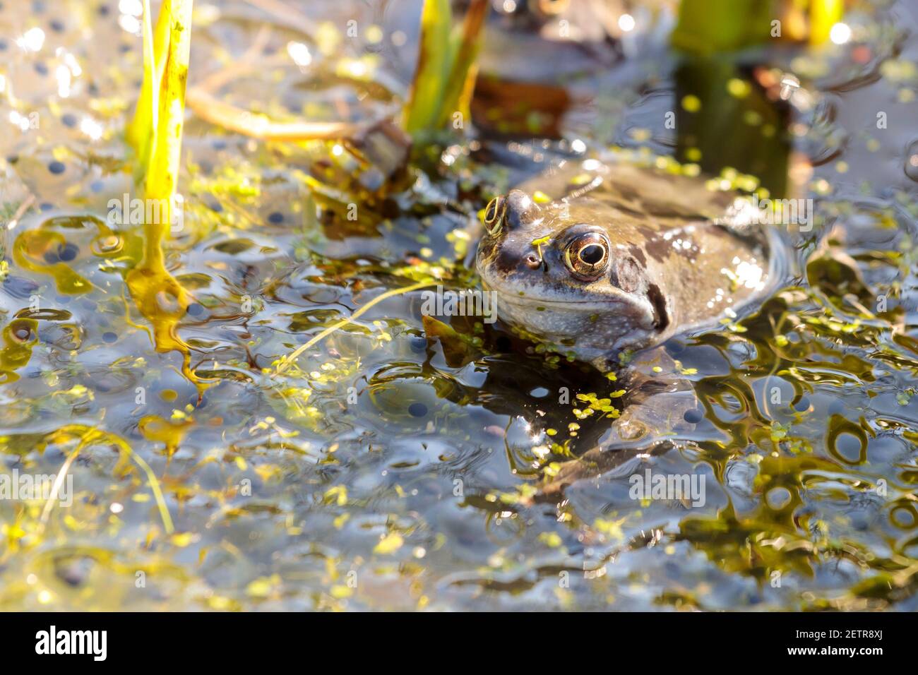 Rana comune (Rana temporaria) che galleggia in un laghetto giardino e circondato da rogspawn, Sussex, Inghilterra, UK Foto Stock