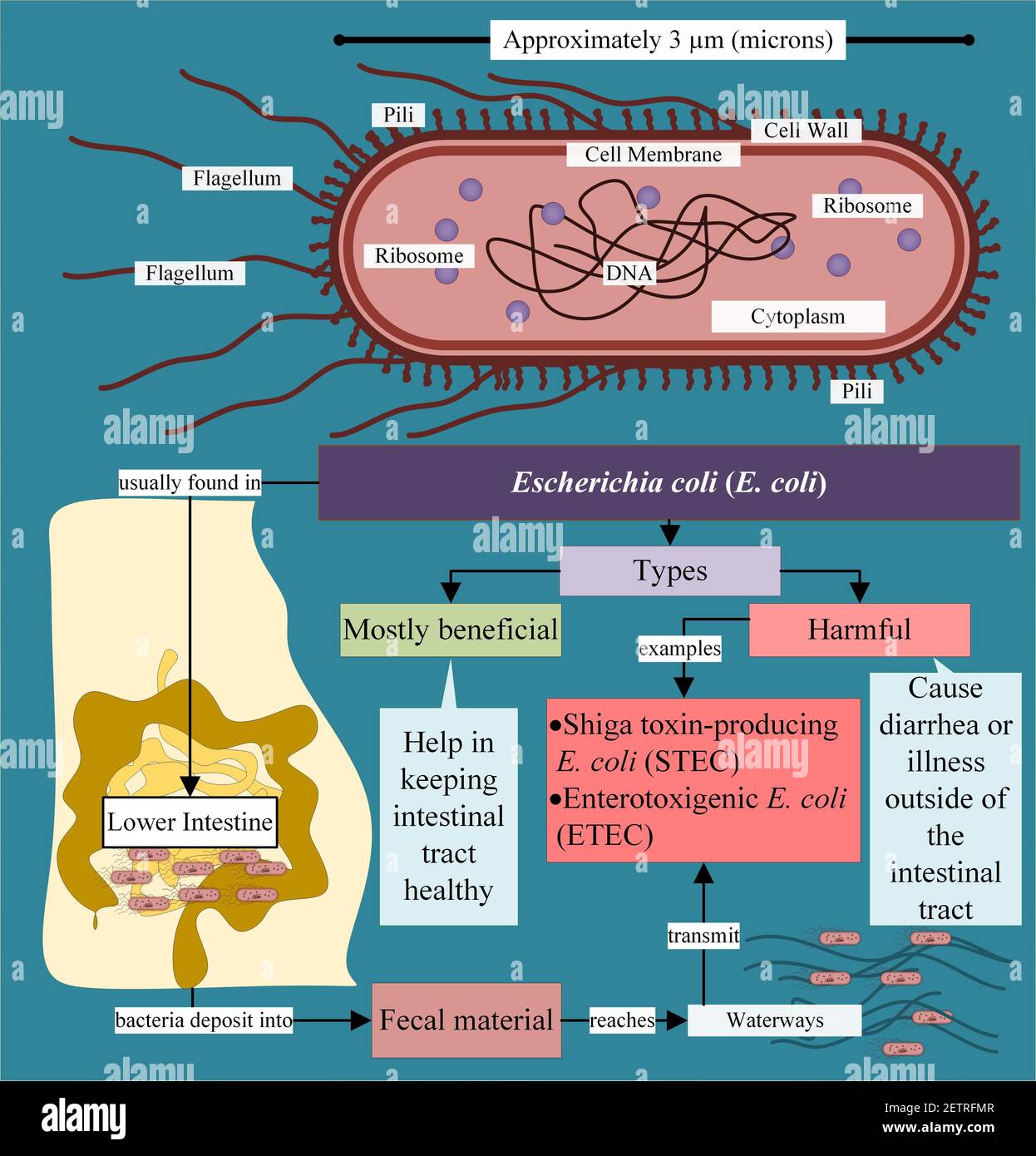 Escherichia coli (E. coli) - una breve introduzione al batterio Foto Stock