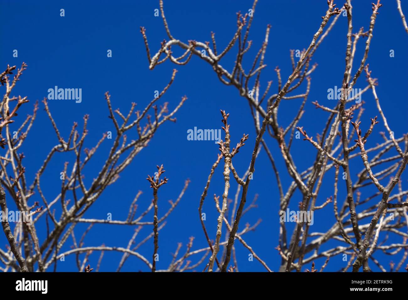 gemme nuove e chiuse su un albero deciduo nel tema del cielo blu del sole delle prime primaverili Foto Stock