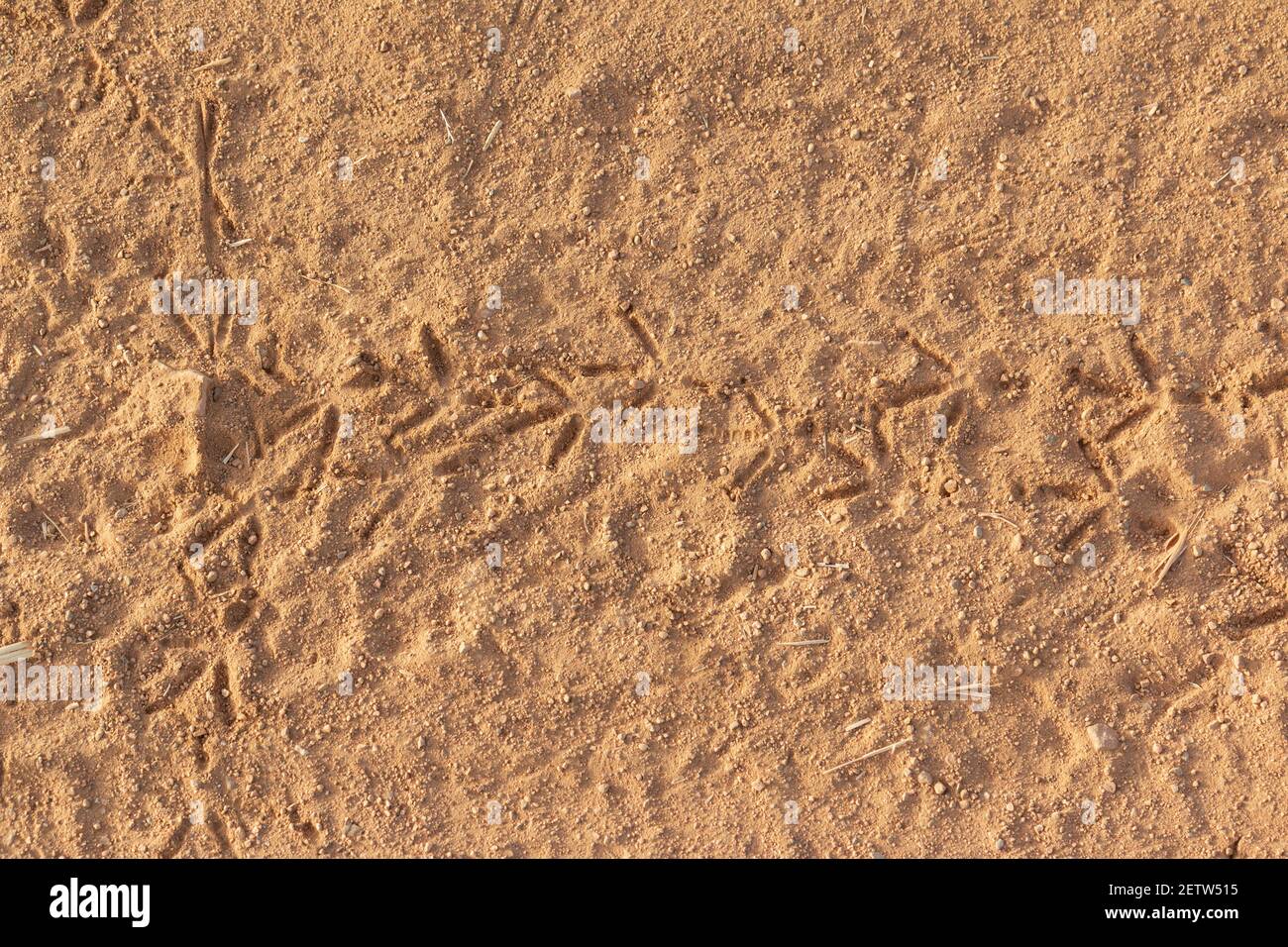 Tracce di uccelli su terreno arido e asciutto, in Andalusia, nel sud della Spagna Foto Stock