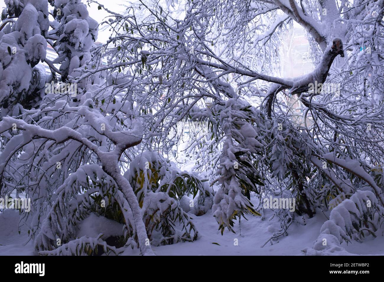 Un paesaggio innevato. Bella, caotica e grande nevicata nella città di Madrid, come la tempesta di neve Filomena passato attraverso la Spagna Foto Stock