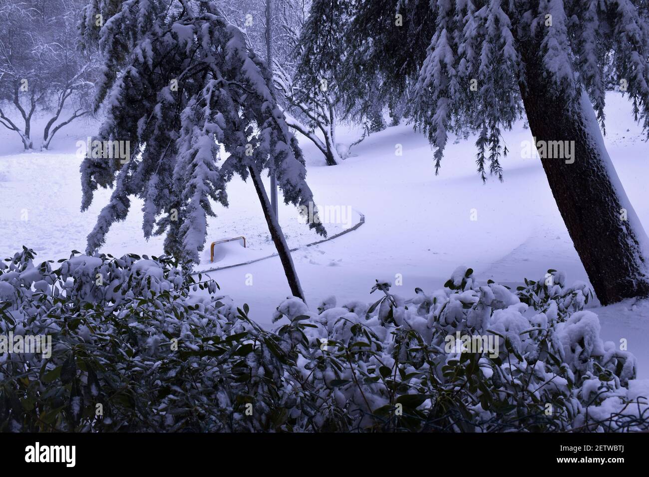 Neve nel parco. Parco innevato nell'insolita e grande nevicata di Madrid, mentre la tempesta di neve Filomena passava attraverso la Spagna Foto Stock