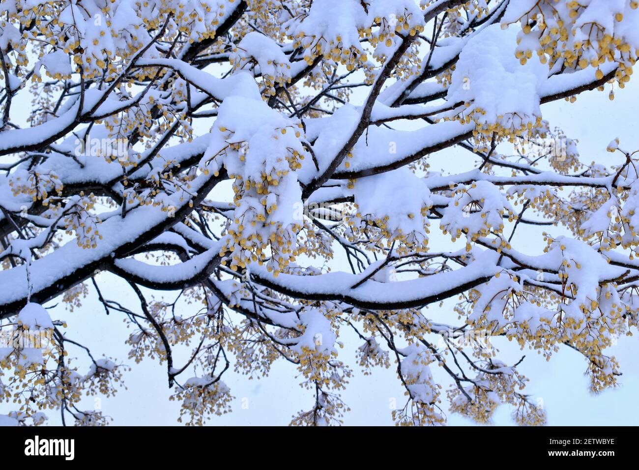 Albero innevato. Rami di alberi ricoperti di neve nella insolita e grande nevicata della città di Madrid, durante il passaggio della tempesta di neve Filomena Foto Stock