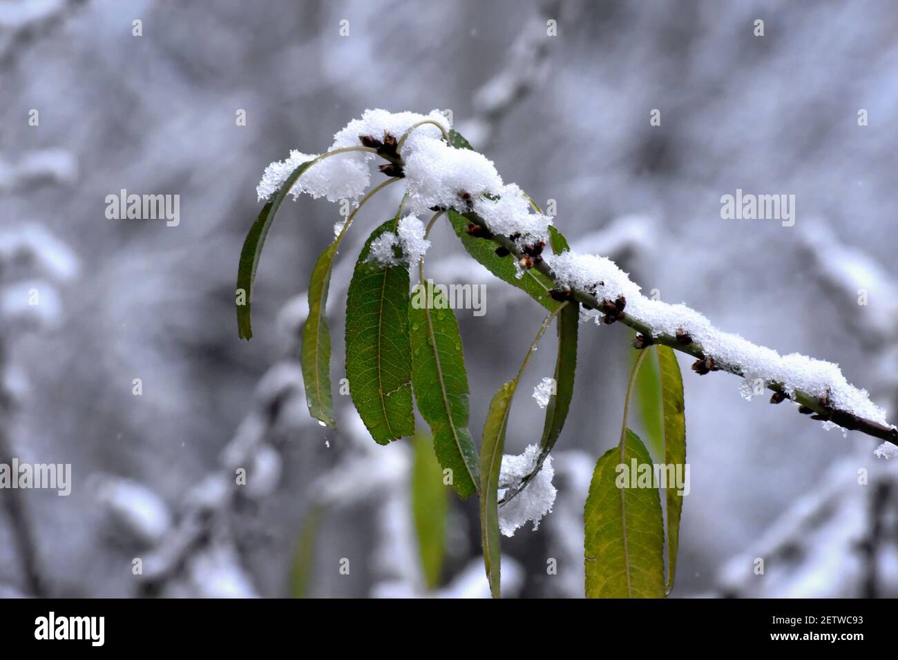 Foglie piene di neve. Foglie di mandorle coperte di neve, nella grande nevicata di Madrid al passaggio della tempesta di neve Filomenta by Spain Foto Stock