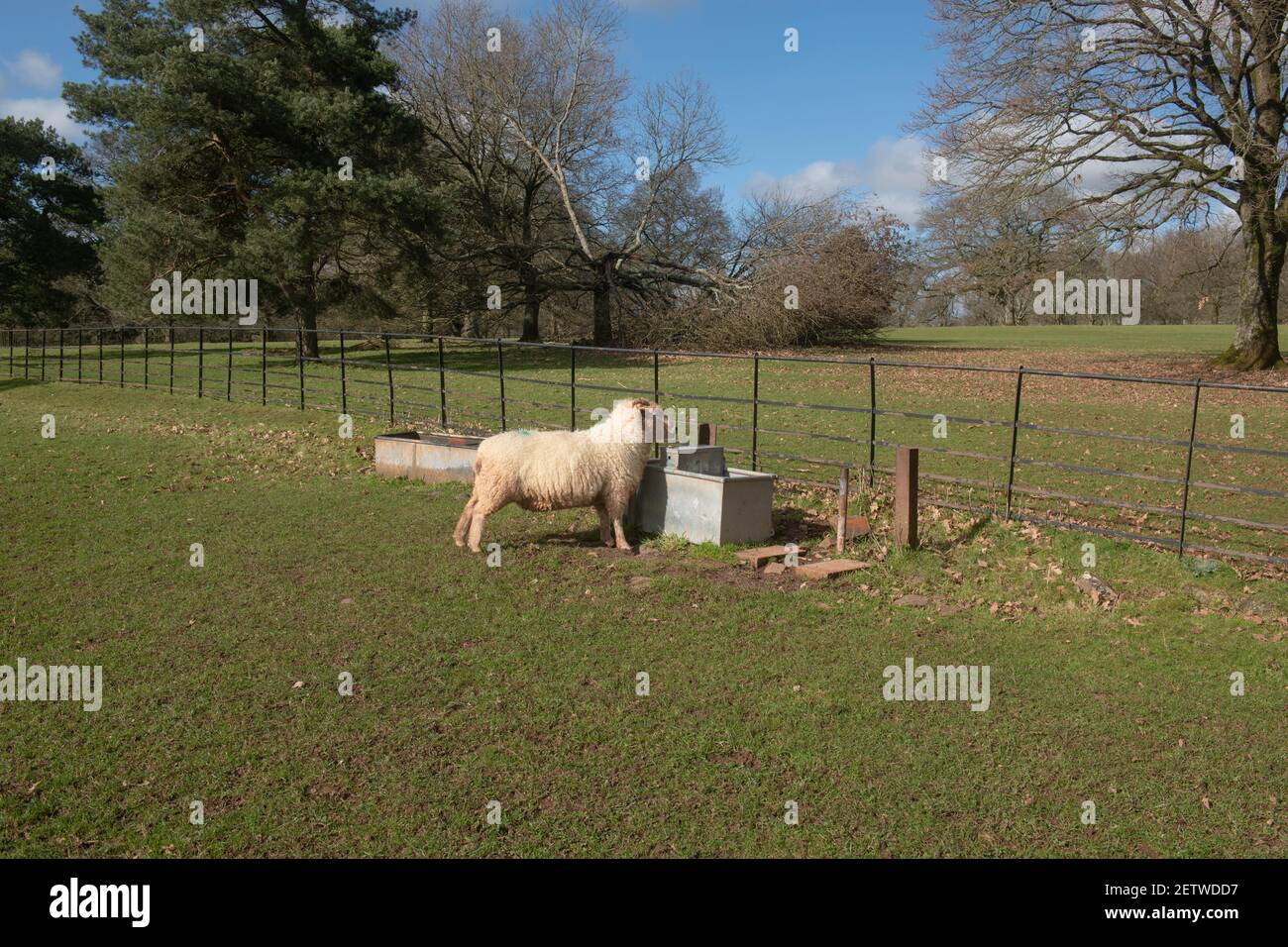 Exmoor Horn Sheep (Ovies aries) pascolo da un metallo galvanizzato potabile acqua trogolo in Parkland in un luminoso giorno di sole invernale in Devon Rurale, Inghilterra, Foto Stock