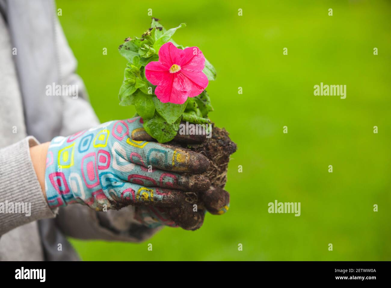 Il giardiniere tiene la piantina di petunia con fiore rosso, foto ravvicinata con messa a fuoco selettiva Foto Stock