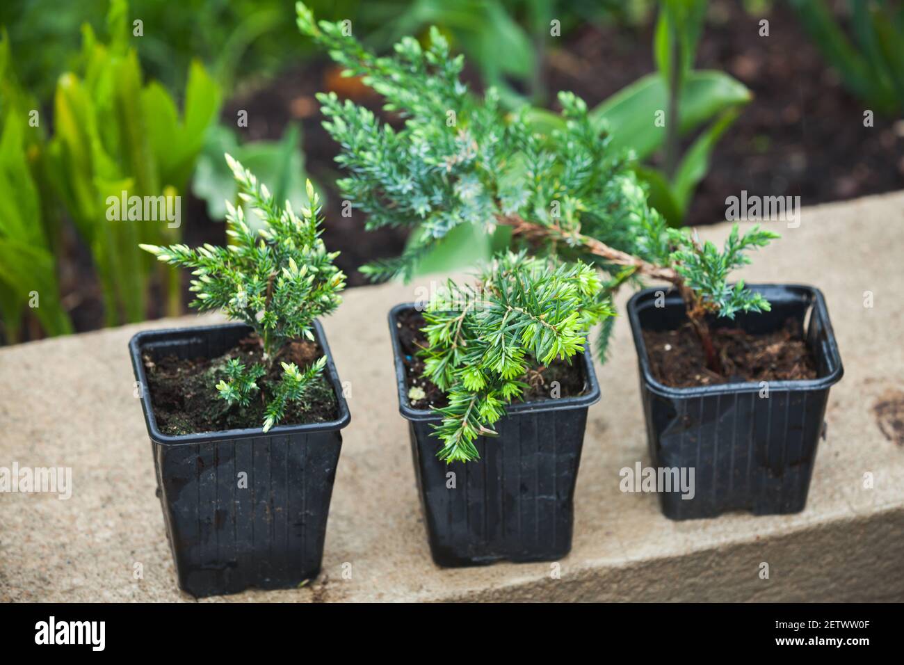 Giovani pianta di Juniper in pentole nere. Foto di sfondo per il giardinaggio con messa a fuoco selettiva Foto Stock