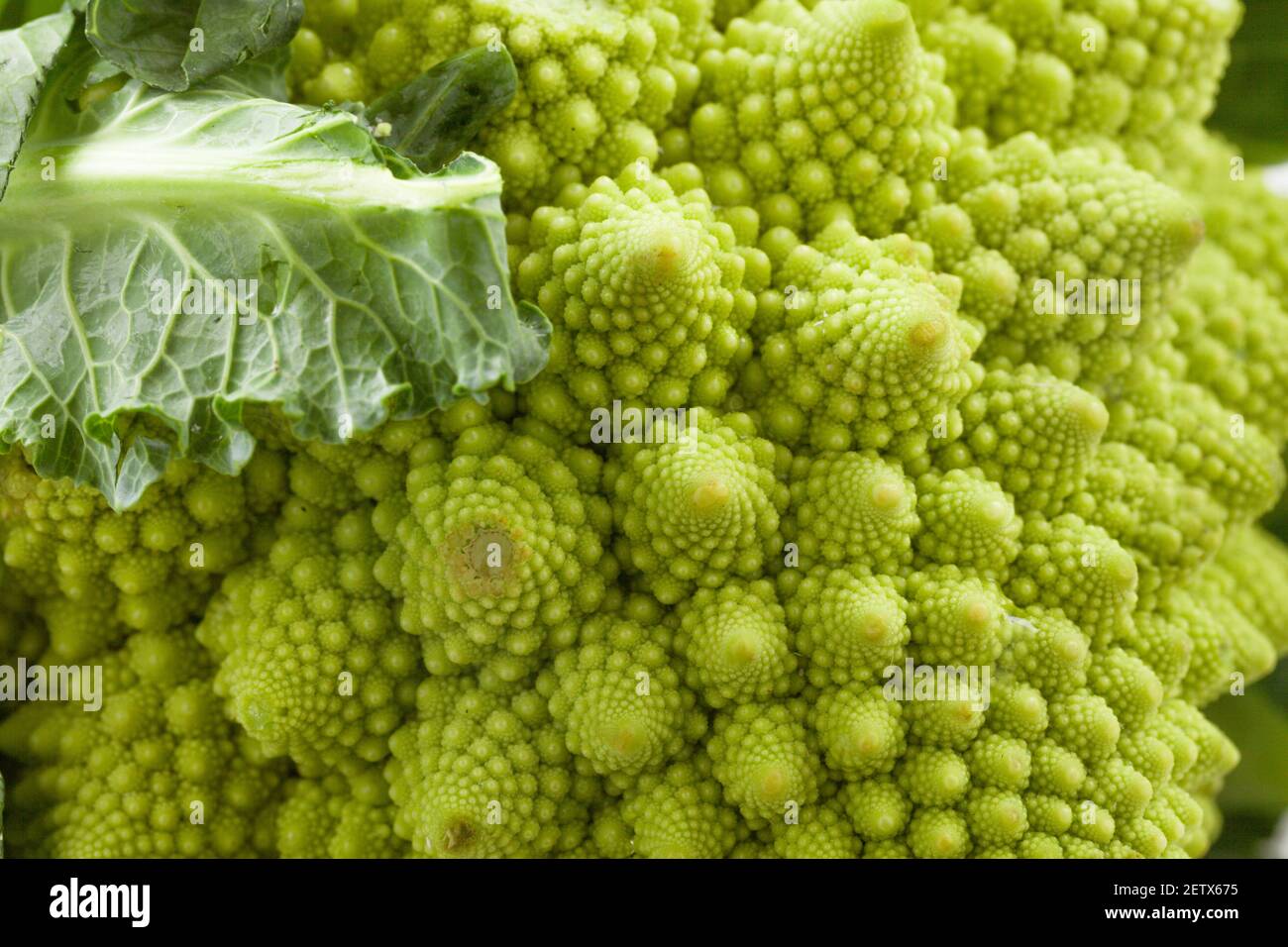 Romanesco broccoli, o cavolfiore romano. Foto di alta qualità. Foto Stock