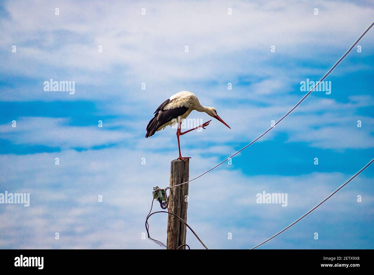 Cicogna bianca sul palo nel villaggio. È un uccello elegante, con gambe lunghe e becco, con piume bianche e nere. Foto Stock