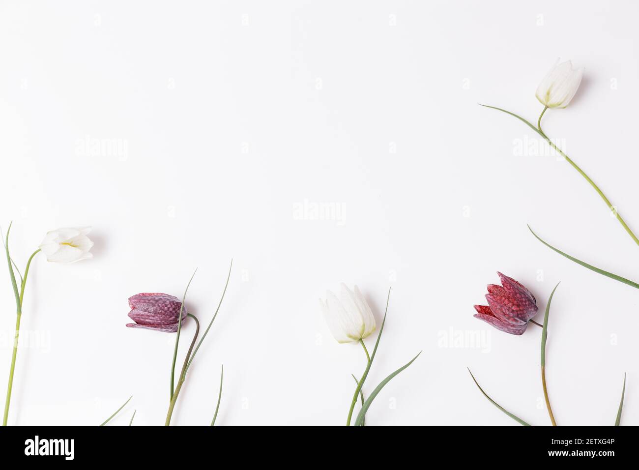 Cornice floreale di fiori Grouse scacchi bianco e viola su sfondo bianco. Disposizione piatta, vista dall'alto. Foto Stock