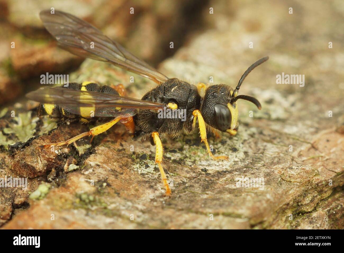 Un primo piano di un ornato digger coda wasp Foto Stock