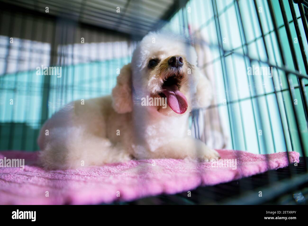 Giovane bianco splendido cane che brinda mentre si posa all'interno della gabbia nera con una coperta rosa. Foto Stock