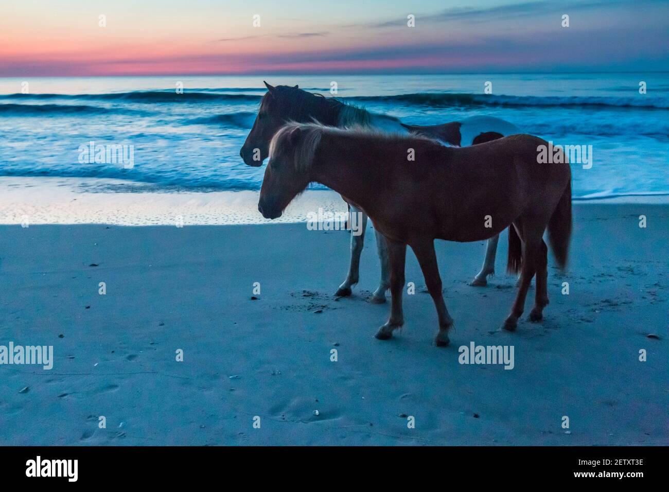 Cavalli ferrali sulla spiaggia di Assateague in un alba estiva di prima mattina. Foto Stock