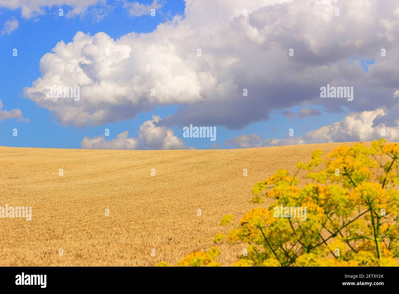 Tra Puglia e Basilicata: Paesaggio collinare con campo di grano dominato da una nube di cumulo.i TALY Foto Stock