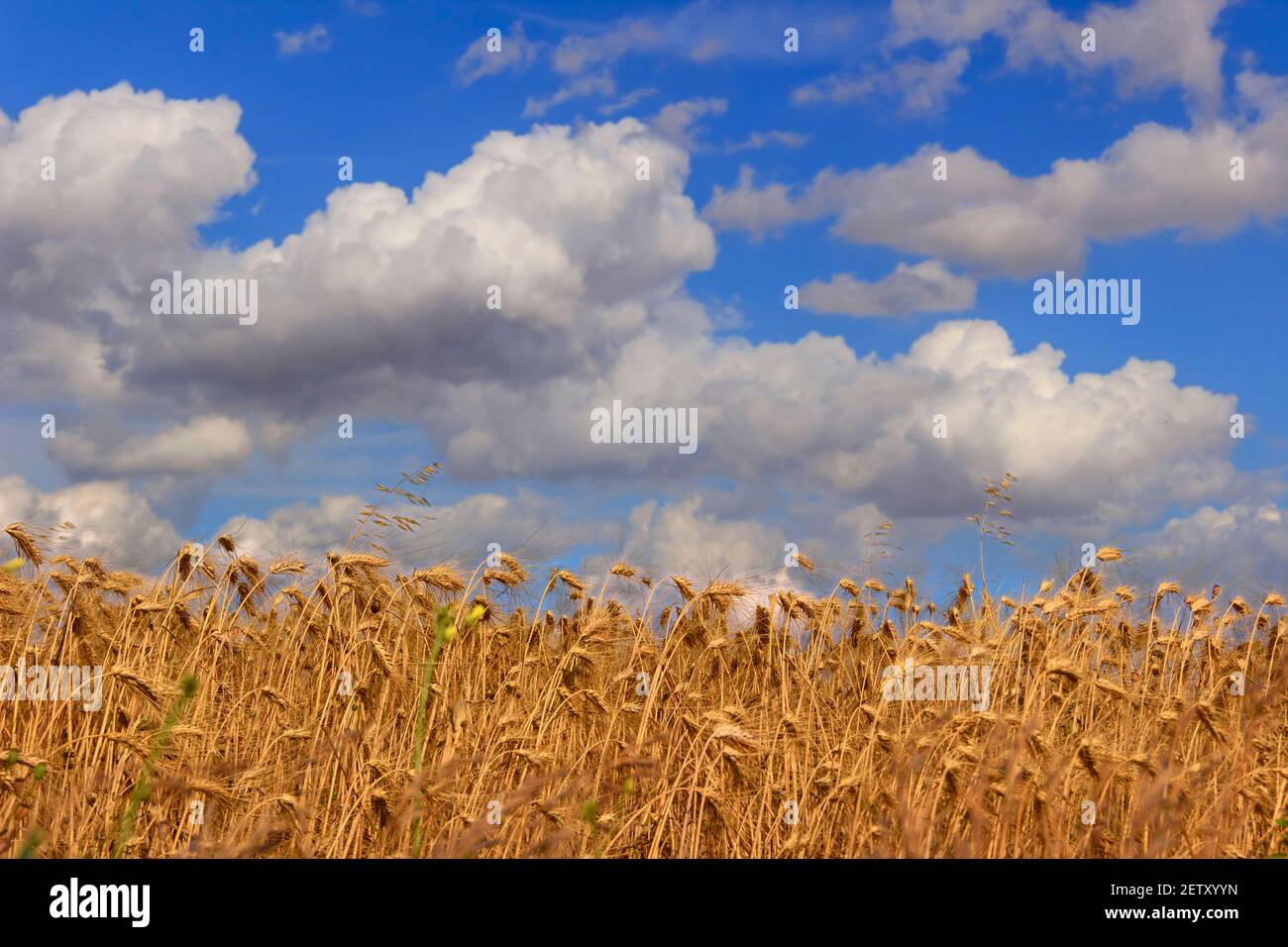 Tra Puglia e Basilicata: Paesaggio collinare con campo di grano dominato da una nube di cumulo.i TALY Foto Stock