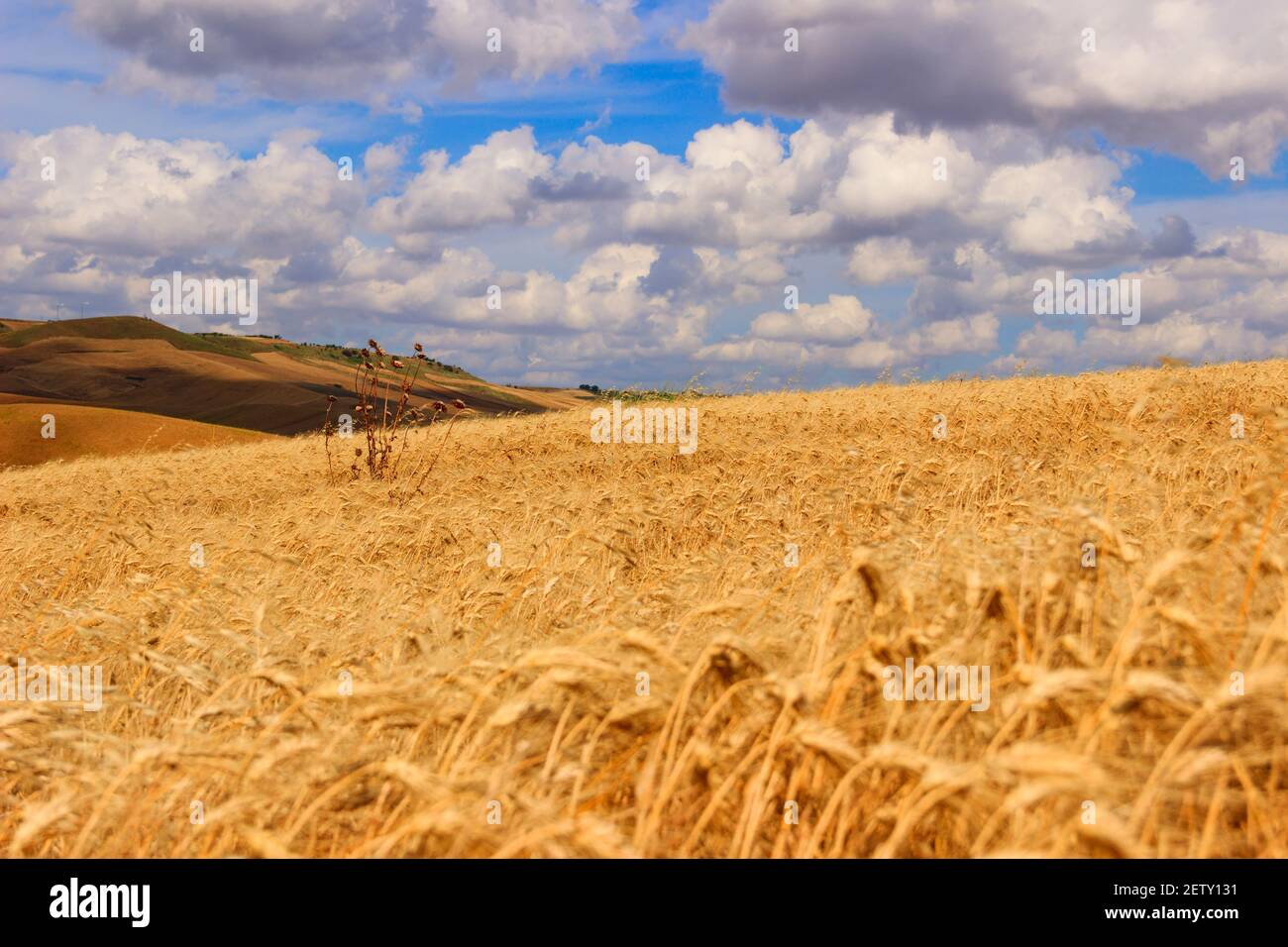 Tra Puglia e Basilicata: Paesaggio collinare con campo di grano dominato da una nube di cumulo.i TALY Foto Stock
