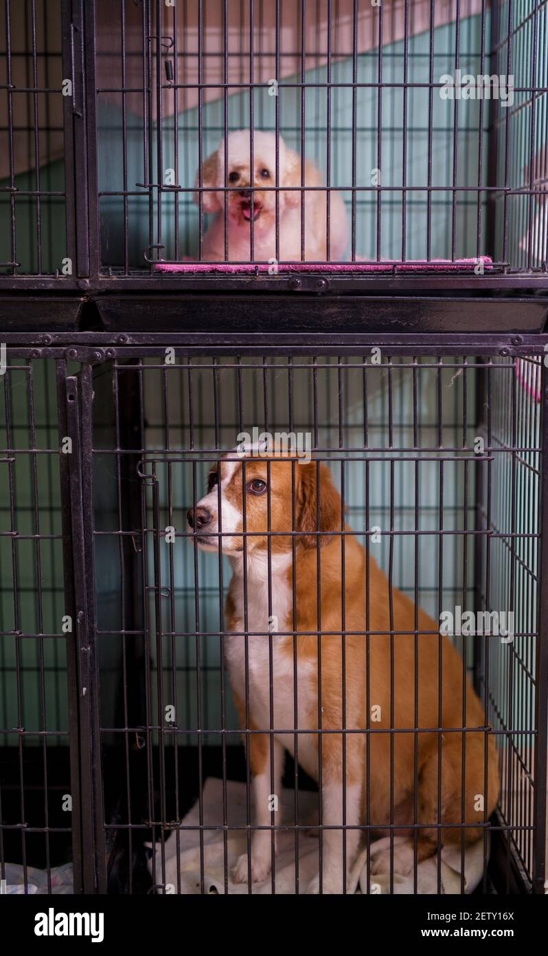 Piccolo cane bianco e bianco e marrone più grande seduto in gabbie accatastate l'una sull'altra. Foto Stock