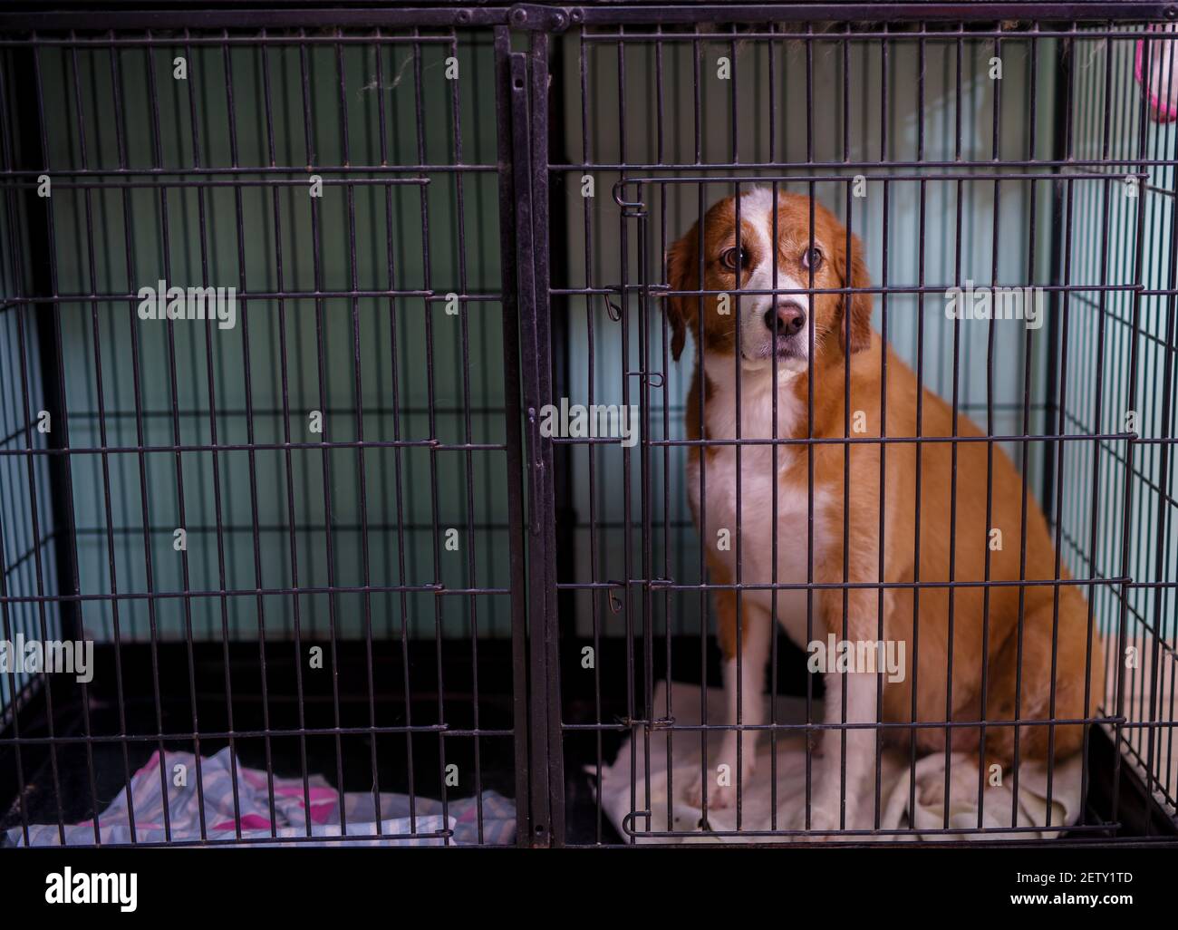 Curioso cane bianco e marrone triste seduto in una gabbia in attesa di un nuovo proprietario per trovarlo e adottarlo. Foto Stock