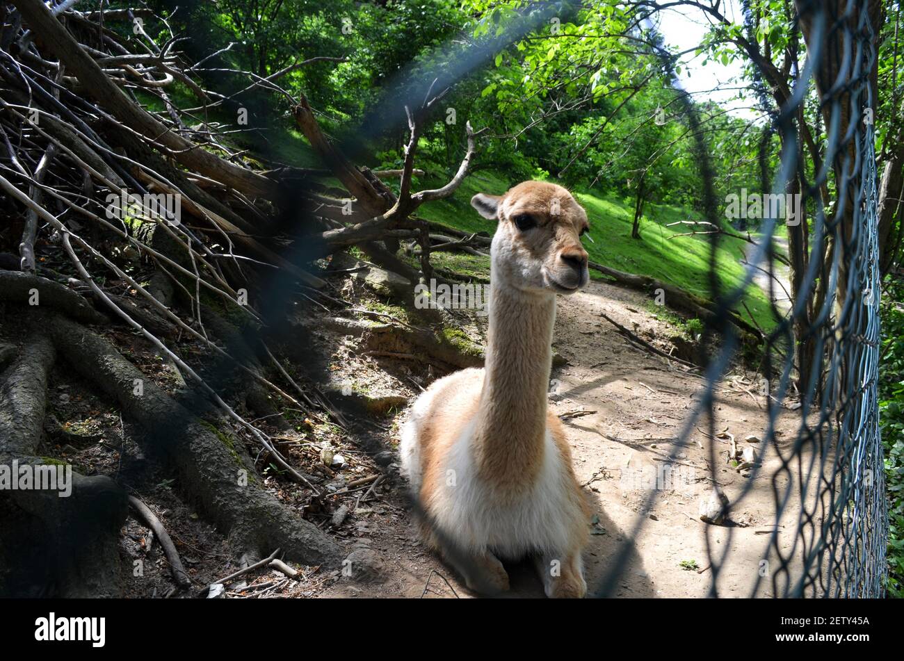 Animali allo Zoo di Herberstein vicino a Graz Austria Foto Stock