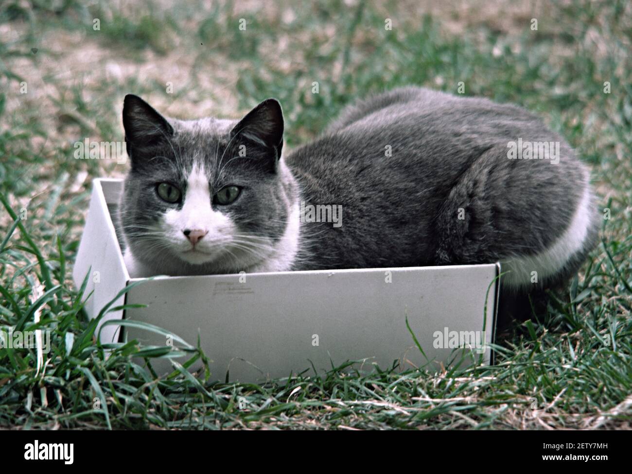 cat-in-a-box Foto Stock