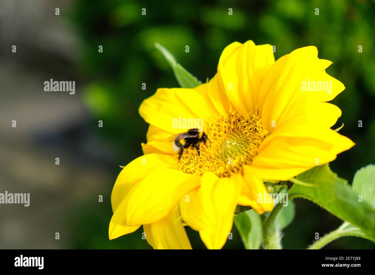 un bumblebee cerca polline su un fiore giallo Foto Stock